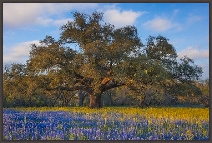Picture of OLD OAK IN SPRING