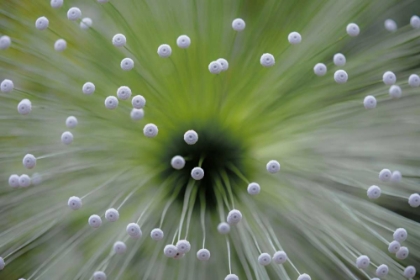 Picture of GREEN AND WHITE II