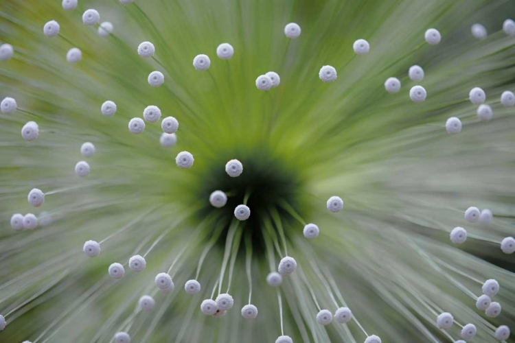 Picture of GREEN AND WHITE II