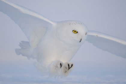 Picture of GOLDEN EYES ON THE HUNT