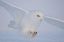 Picture of GOLDEN EYES ON THE HUNT