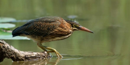 Picture of WADING INTO THE UNKNOWN