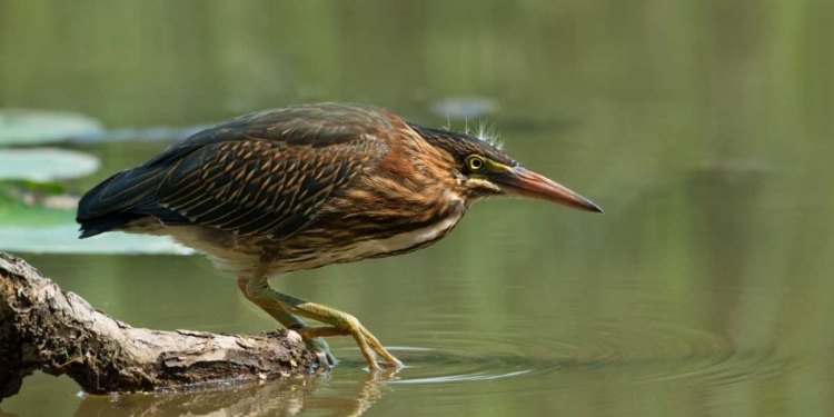 Picture of WADING INTO THE UNKNOWN