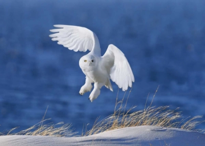 Picture of WHITE SPIRIT DEMON