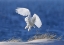 Picture of WHITE SPIRIT DEMON