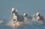 Picture of ANGELS OF CAMARGUE