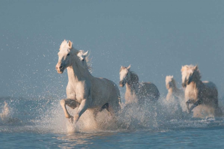 Picture of ANGELS OF CAMARGUE
