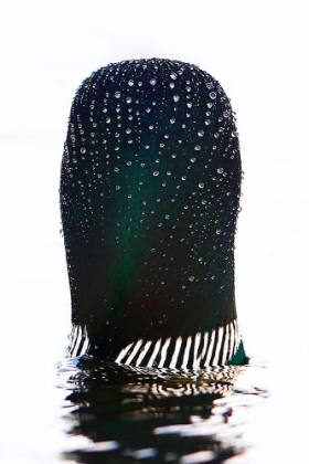 Picture of COMMON LOON WATERDROPS