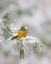 Picture of EVENING GROSBEAK IN ALGONQUIN PARK