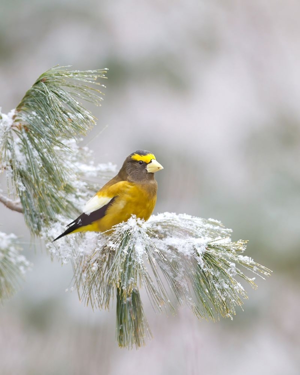 Picture of EVENING GROSBEAK IN ALGONQUIN PARK
