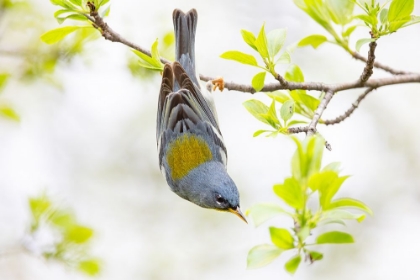 Picture of NORTHERN PARULA