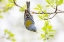 Picture of NORTHERN PARULA