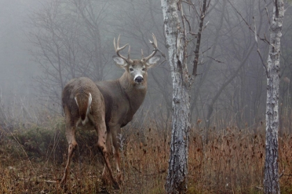 Picture of WHITE TAILED BUCK IN THE AUTUMN FOG