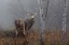 Picture of WHITE TAILED BUCK IN THE AUTUMN FOG