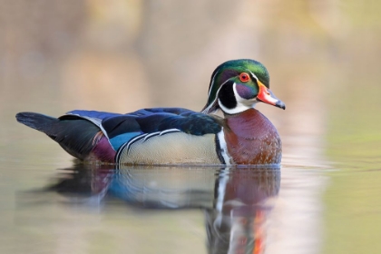 Picture of WOOD DUCK II