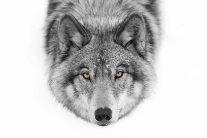 Picture of YELLOW EYES WOLF