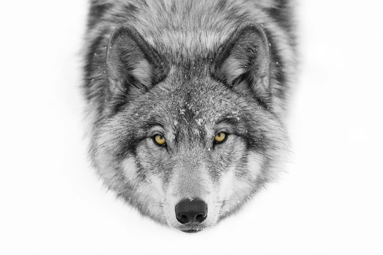 Picture of YELLOW EYES WOLF
