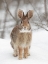 Picture of A CURIOUS EASTERN COTTONTAIL RABBIT