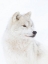 Picture of ARCTIC WOLF CLOSEUP