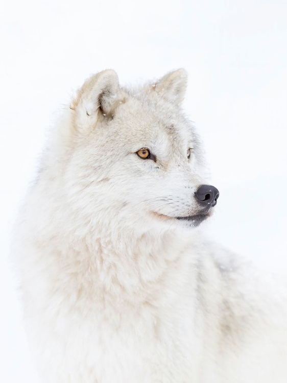 Picture of ARCTIC WOLF CLOSEUP