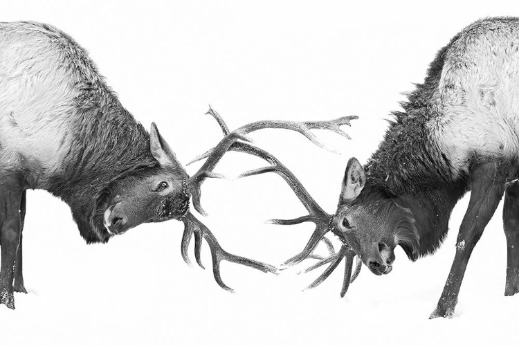 Picture of FIGHTING ELK