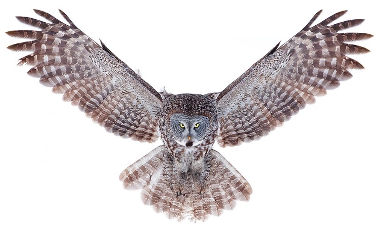 Picture of POWER GREAT GRAY OWL