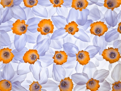 Picture of DAFFODILS ARRANGEMENT