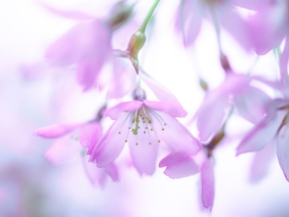 Picture of BLOSSOM FLOWERS IN SPRINGTIME
