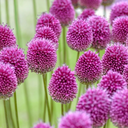 Picture of ALLIUM FLOWERS