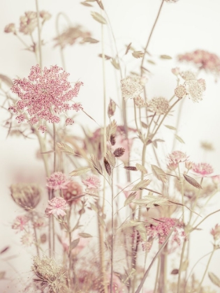 Picture of MEADOW FLOWERS