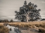 Picture of SINGLE TREE IN A MEADOW