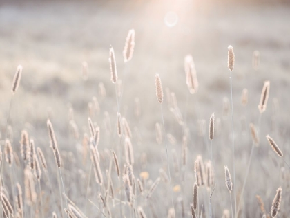 Picture of SUMMER MEADOW