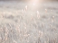 Picture of SUMMER MEADOW