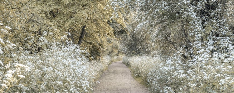 Picture of WOODLAND SPRING PATH