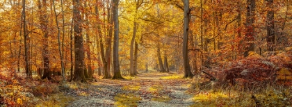 Picture of PATHWAY THROUGH AUTUMN FOREST