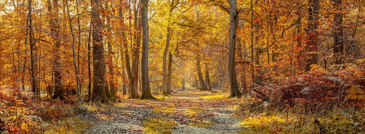 Picture of PATHWAY THROUGH AUTUMN FOREST