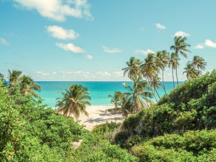 Picture of PALM TREES ON BEACH IN BARBADOS