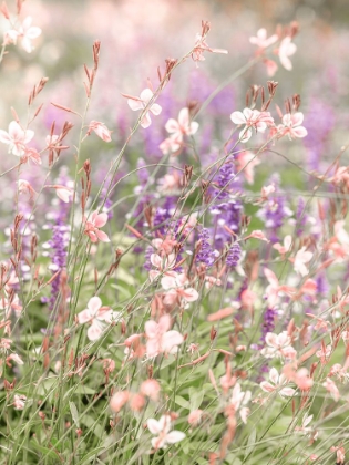 Picture of MEADOW FLOWERS