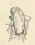Picture of WINNIE-THE-POOH 1926 - HAPPY BIRTHDAY SAID OWL