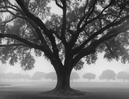 Picture of SILHOUETTE OAK