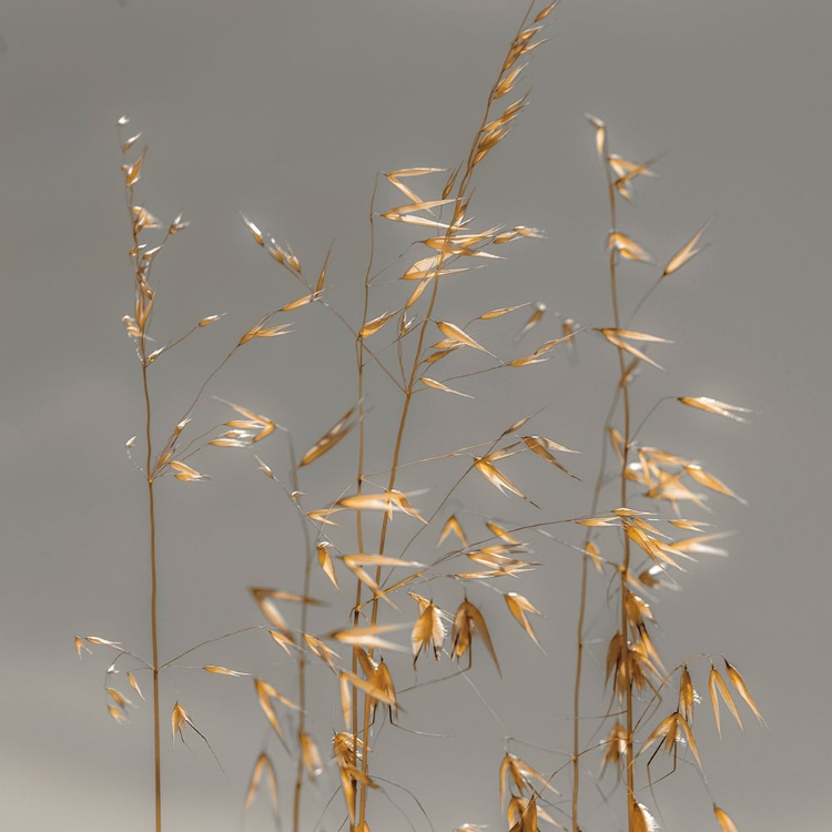 Picture of SHIMMER