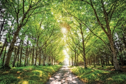 Picture of SUNSHINE AND SHADOWS