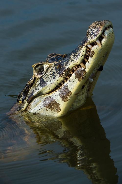 Picture of A YACARE CAIMAN-CAIMAN YACARE-LOOKING UP RIO CLARO-PANTANAL-MATO GROSSO-BRAZIL