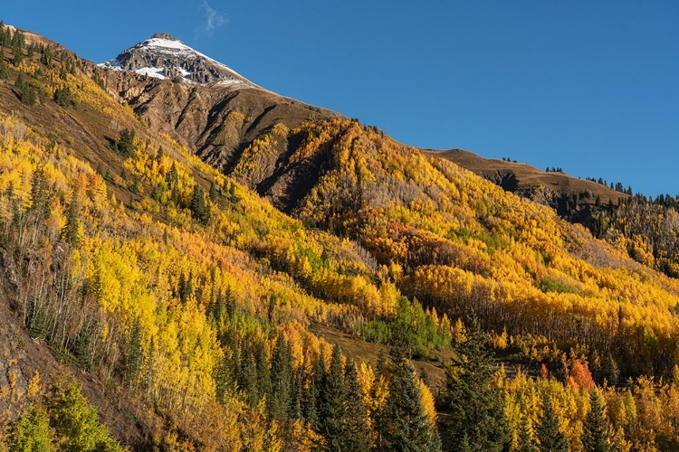 Picture of USA-COLORADO-UNCOMPAHGRE NATIONAL FOREST SAN JUAN MOUNTAINS AND ASPEN FOREST IN AUTUMN