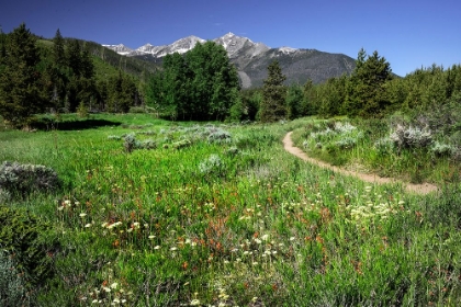 Picture of USA-COLORADO TRAIL THROUGH WILDFLOWER MEADOW AND MOUNTAIN PEAKS IN WHITE RIVER NATIONAL FOREST
