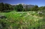 Picture of USA-COLORADO TRAIL THROUGH WILDFLOWER MEADOW AND MOUNTAIN PEAKS IN WHITE RIVER NATIONAL FOREST