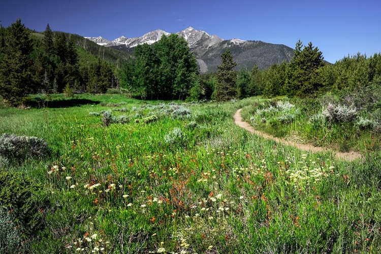 Picture of USA-COLORADO TRAIL THROUGH WILDFLOWER MEADOW AND MOUNTAIN PEAKS IN WHITE RIVER NATIONAL FOREST