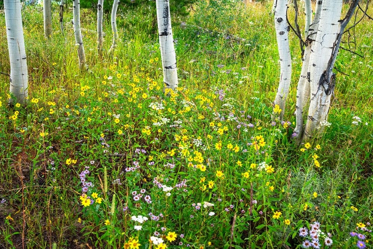 Picture of USA-COLORADO COLORFUL SUMMER MEADOW OF WILDFLOWERS AND ASPENS