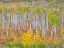 Picture of USA-COLORADO-KEBLER PASS AUTUMN COLOR OF THE ASPENS