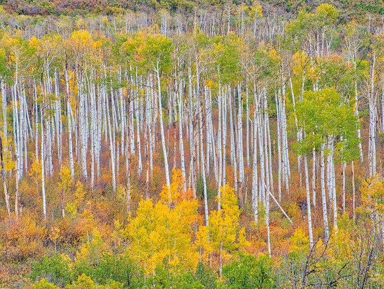 Picture of USA-COLORADO-KEBLER PASS AUTUMN COLOR OF THE ASPENS